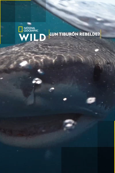 ¿Un tiburón rebelde?