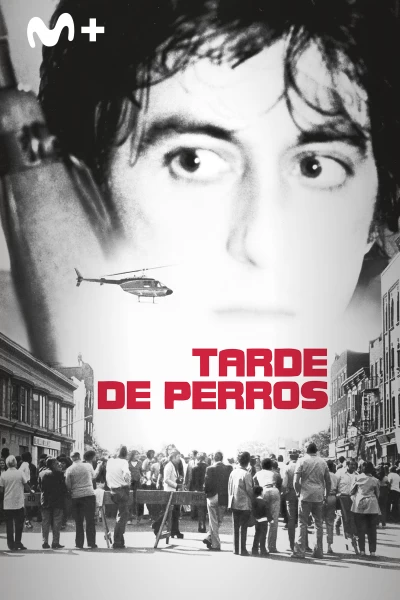 Tarde de perros