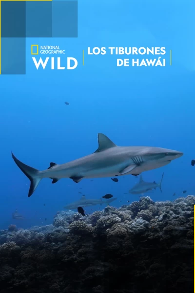 Los tiburones de Hawái