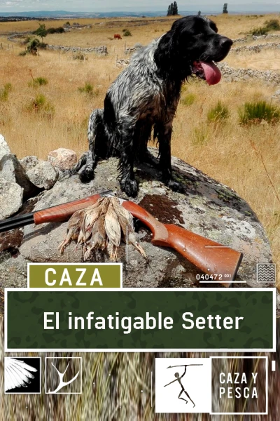 El infatigable Setter