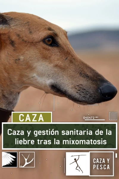 Caza y gestión sanitaria tras la mixomatosis