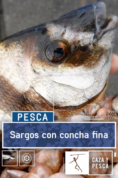 Sargos con concha fina