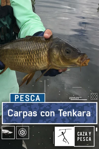 Carpas con Tenkara