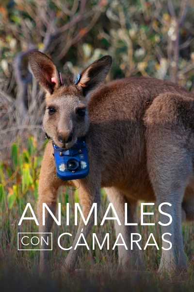 Animales con cámaras