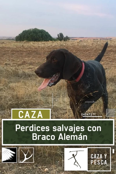 Perdices salvajes con Braco Alemán