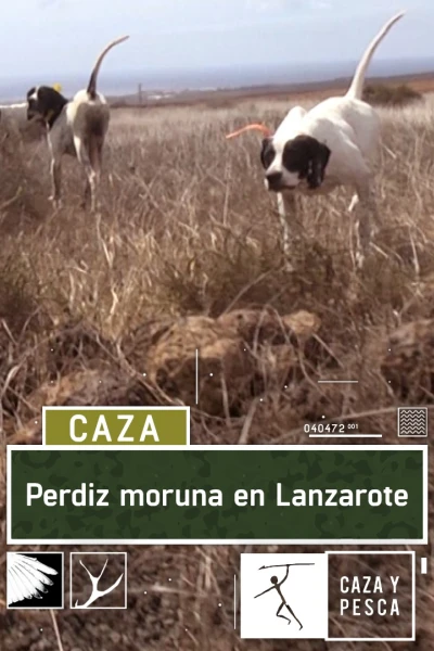 Perdiz moruna en Lanzarote