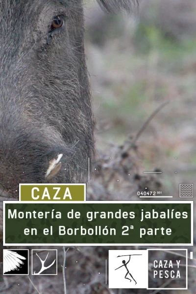 Montería de grandes jabalies en El Borbollón. 2ª parte