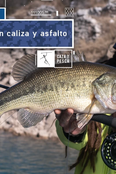 A mosca en caliza y asfalto