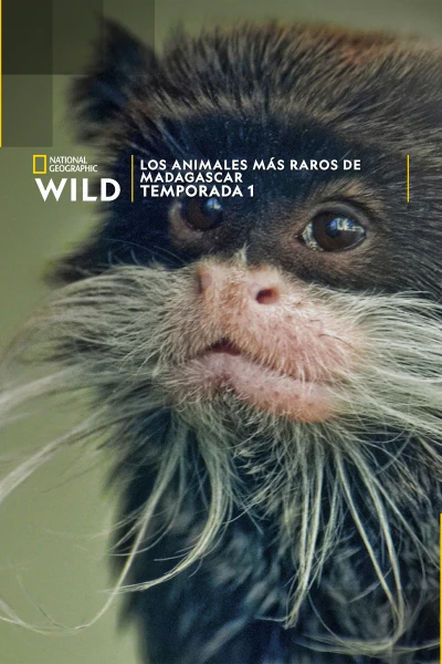 Los animales más raros de Madagascar