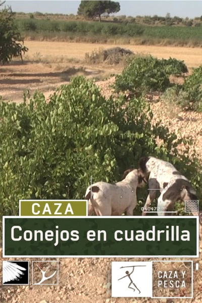 Conejos en cuadrilla