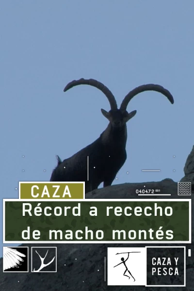 Récord a rececho de macho montés