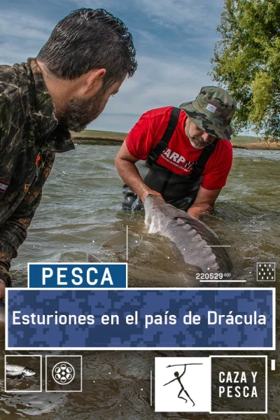 Esturiones en el país de Drácula