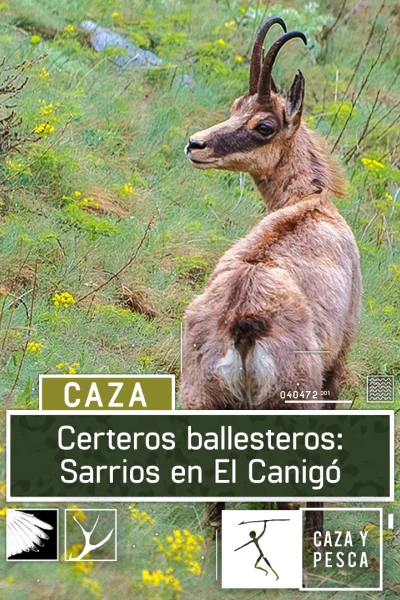 Certeros Ballesteros: Sarrios en El Canigó