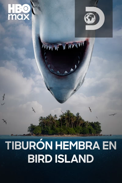 Tiburón hembra en Bird Island