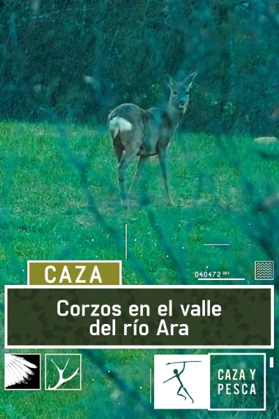 Corzos en el valle del río Ara