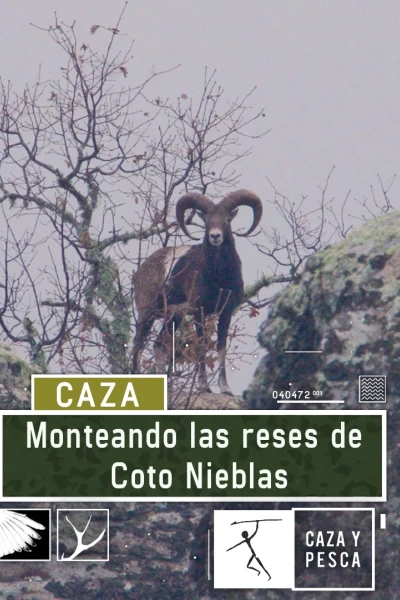 Monteando las reses de Coto Nieblas