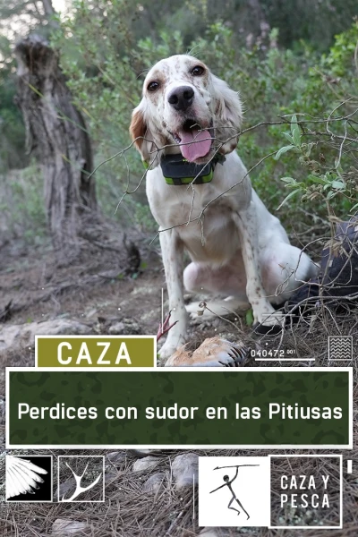 Perdices con sudor en Las Pitiusas