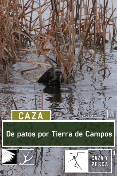 De patos por Tierra de campos