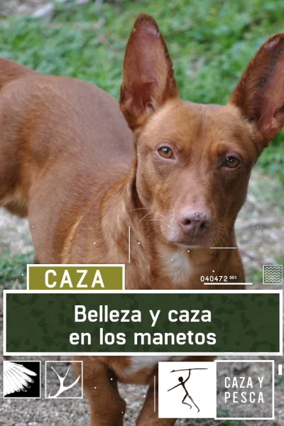 Belleza y caza en los Manetos