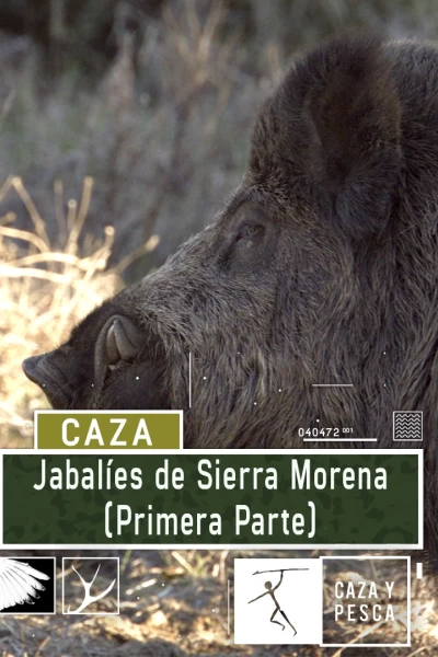Jabalíes de Sierra Morena, 1ª parte