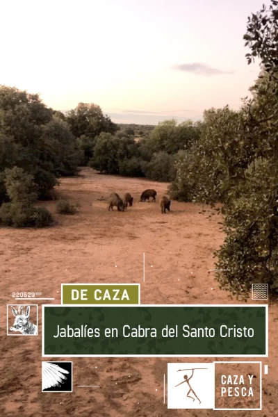 Jabalíes en Cabra del Santo Cristo