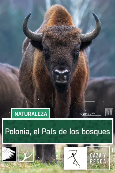 Polonia. El país de los bosques
