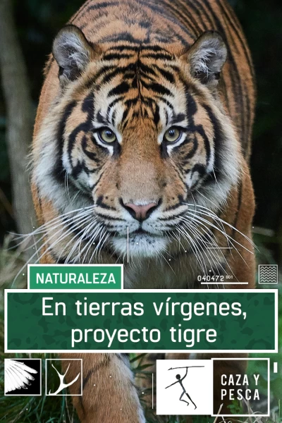 En tierras vírgenes. Proyecto tigre