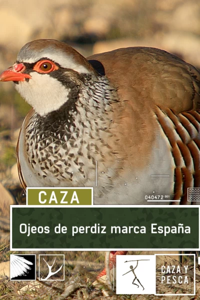 Ojeos de perdiz, marca España