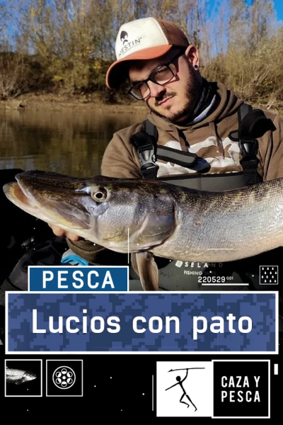 Lucios con pato