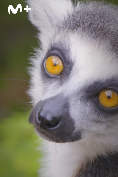 One Zoo Three. One Zoo Three: Comunicación inteligente