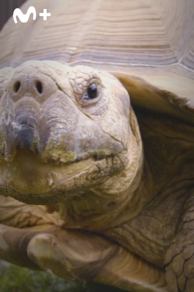 One Zoo Three. One Zoo Three: Sonrisas sensacionales