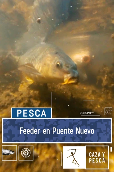 Feeder en Puente Nuevo