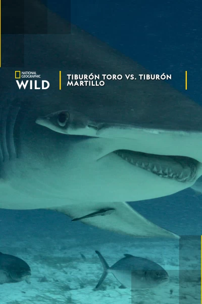 Tiburón toro vs. tiburón martillo