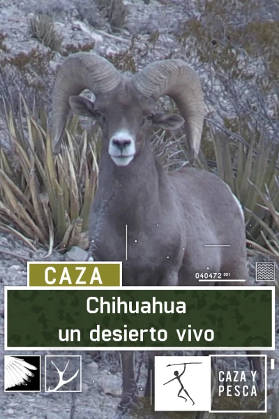 Chihuahua, un desierto vivo