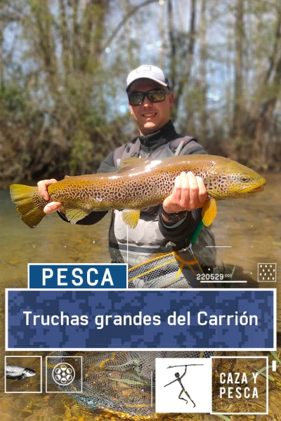Truchas grandes del Carrión