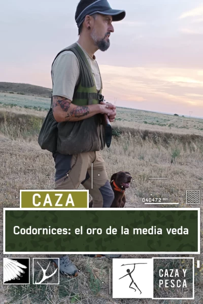 Codornices: el oro de la media veda