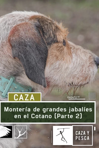 Montería de grandes jabalíes en el Cotano. 2ª parte