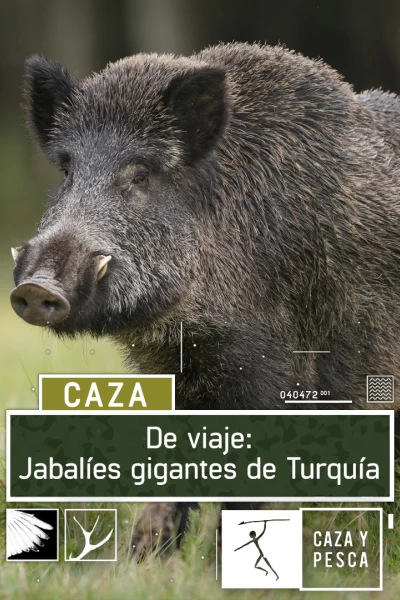 De viaje:  Jabalíes gigantes de Turquía