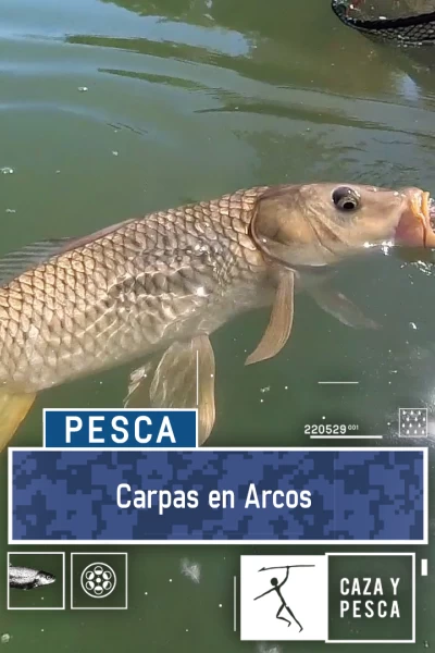 Carpas en Arcos