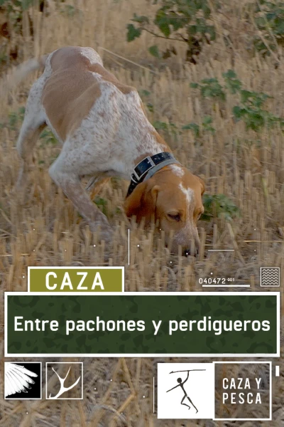 Entre pachones y perdigueros