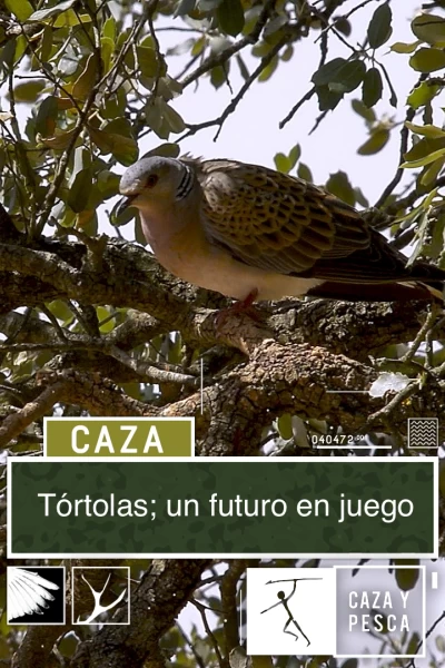 Tórtolas: Un futuro en juego