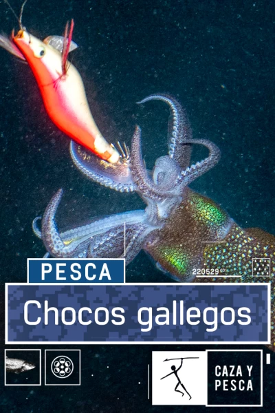 Chocos gallegos