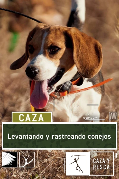 Levantando y rastreando conejos