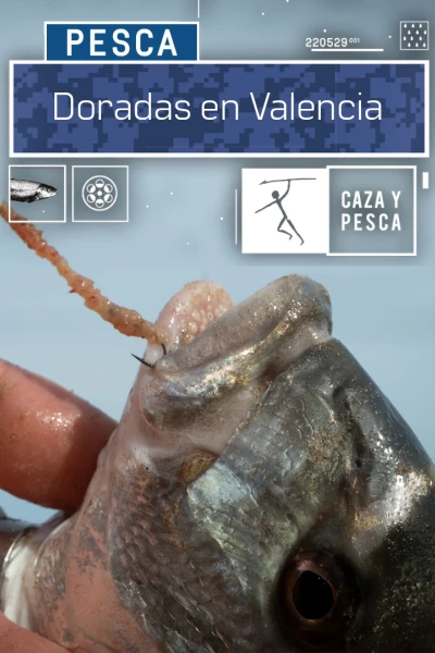 Doradas en Valencia