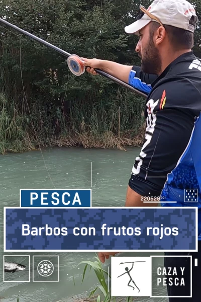 Barbos con frutos rojos