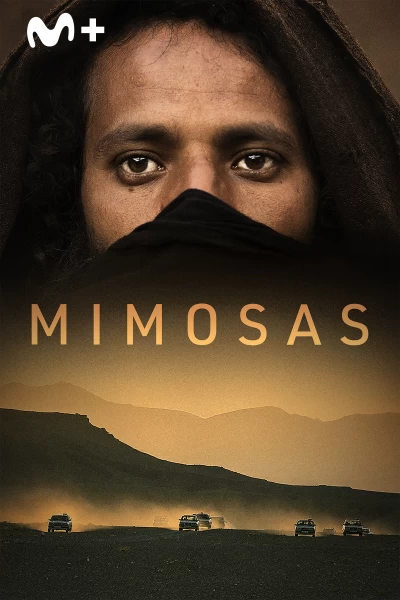 Mimosas