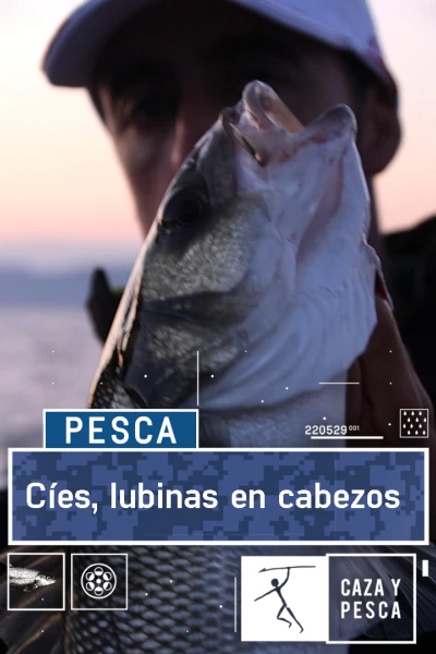 Cies, lubinas en cabezos