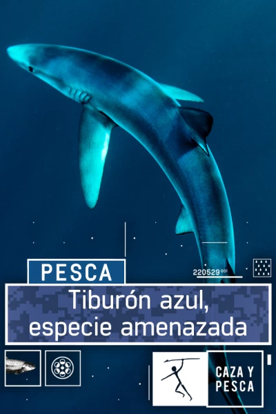 Tiburón azul, especie amenazada