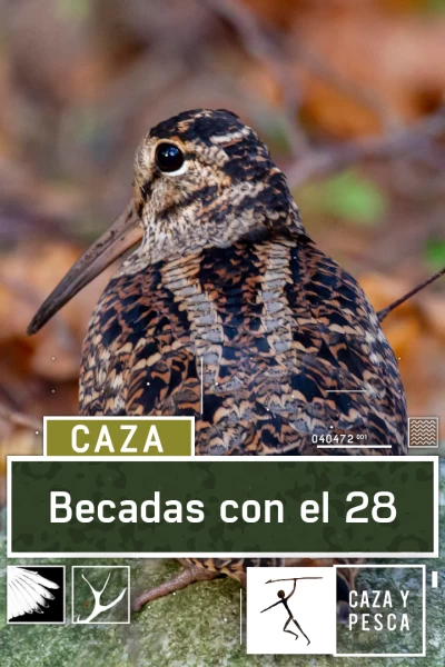 Becadas con el 28