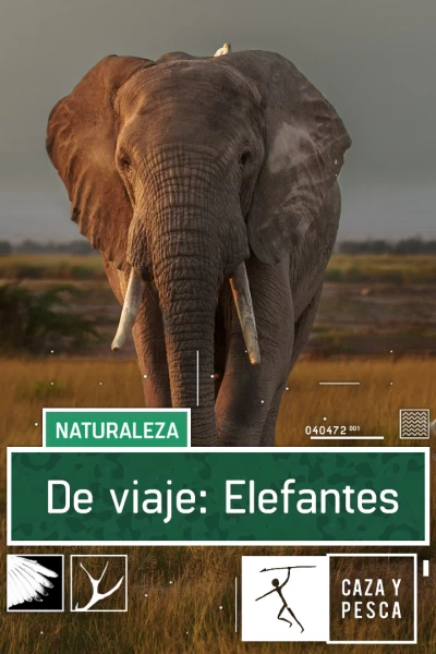 De viaje: Elefantes